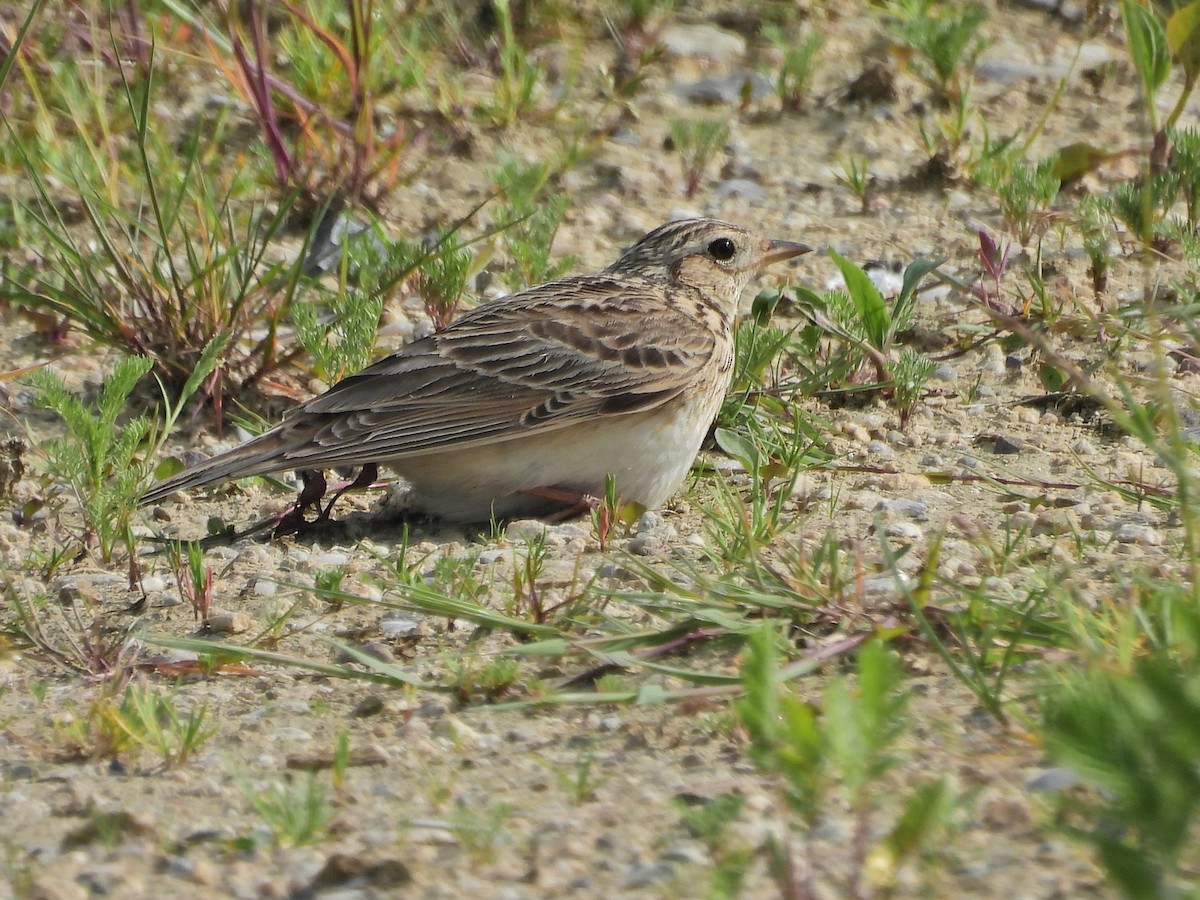 Eurasian Skylark - ML637217719