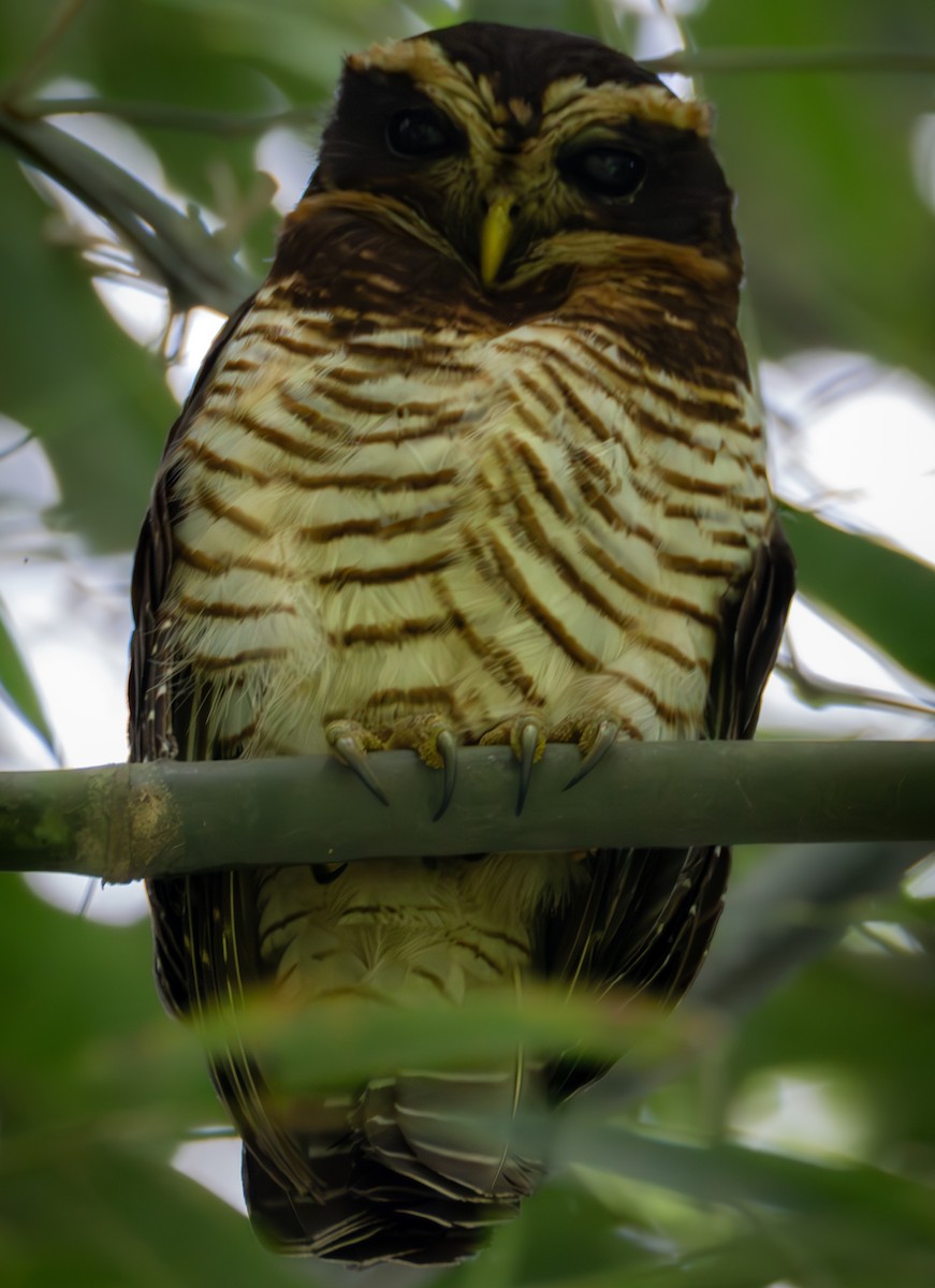 Band-bellied Owl - ML637217779