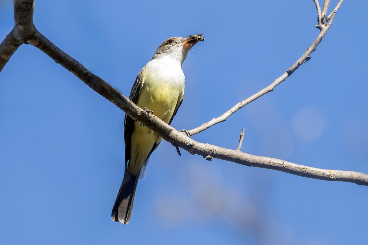 Swainson's Flycatcher - ML637217849
