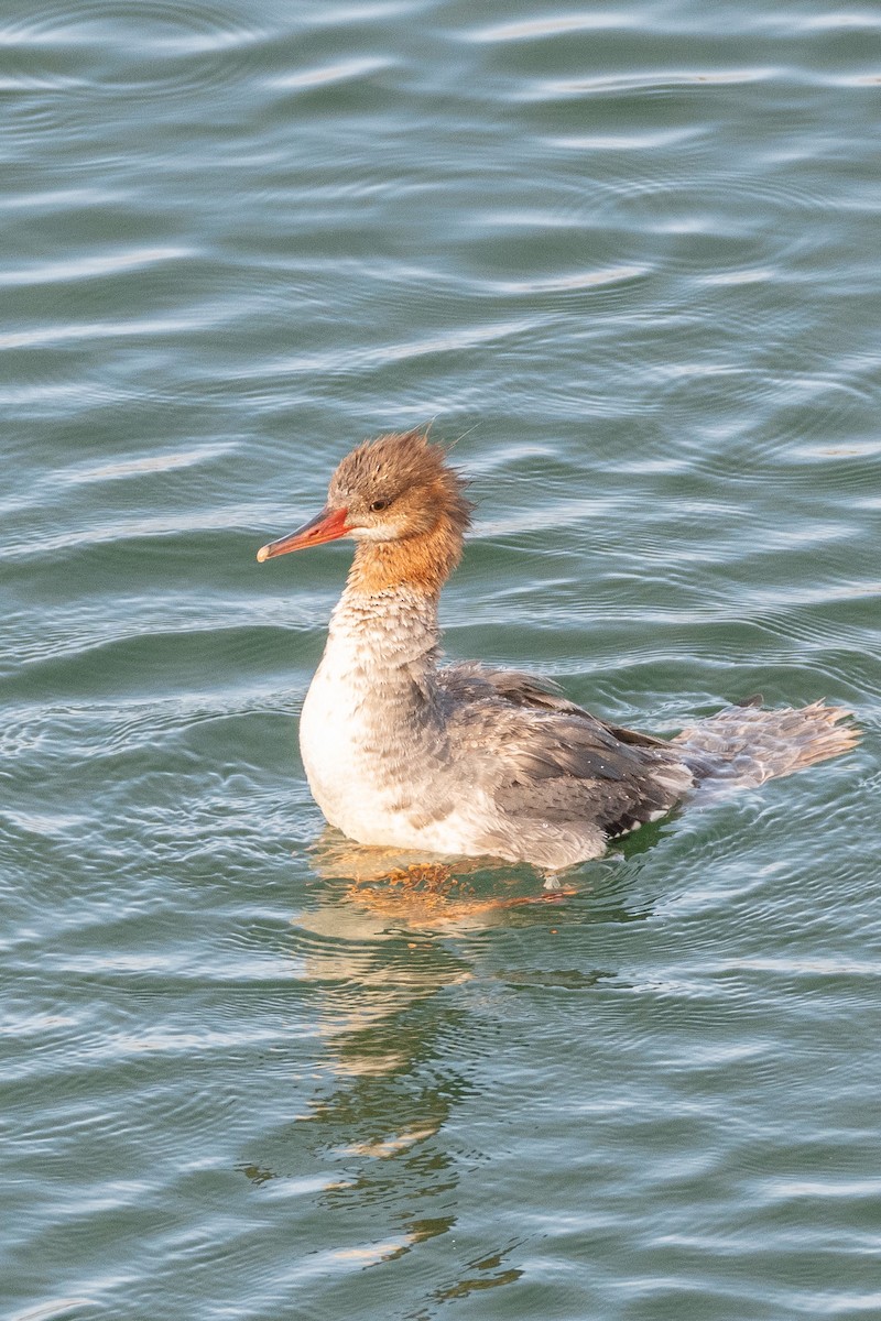 Common/Red-breasted Merganser - ML637217896