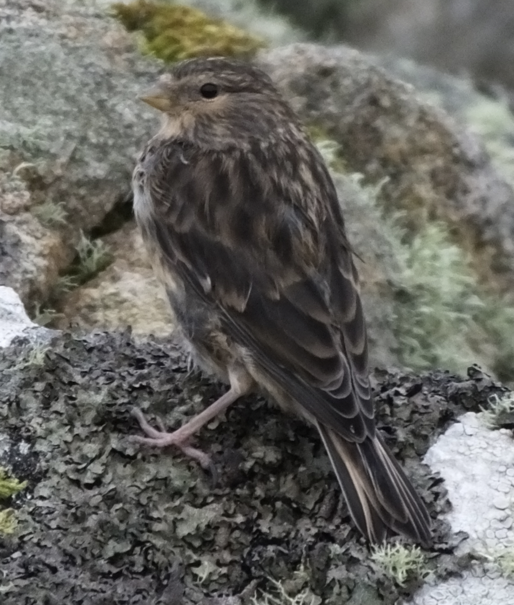 Twite - ML637217940
