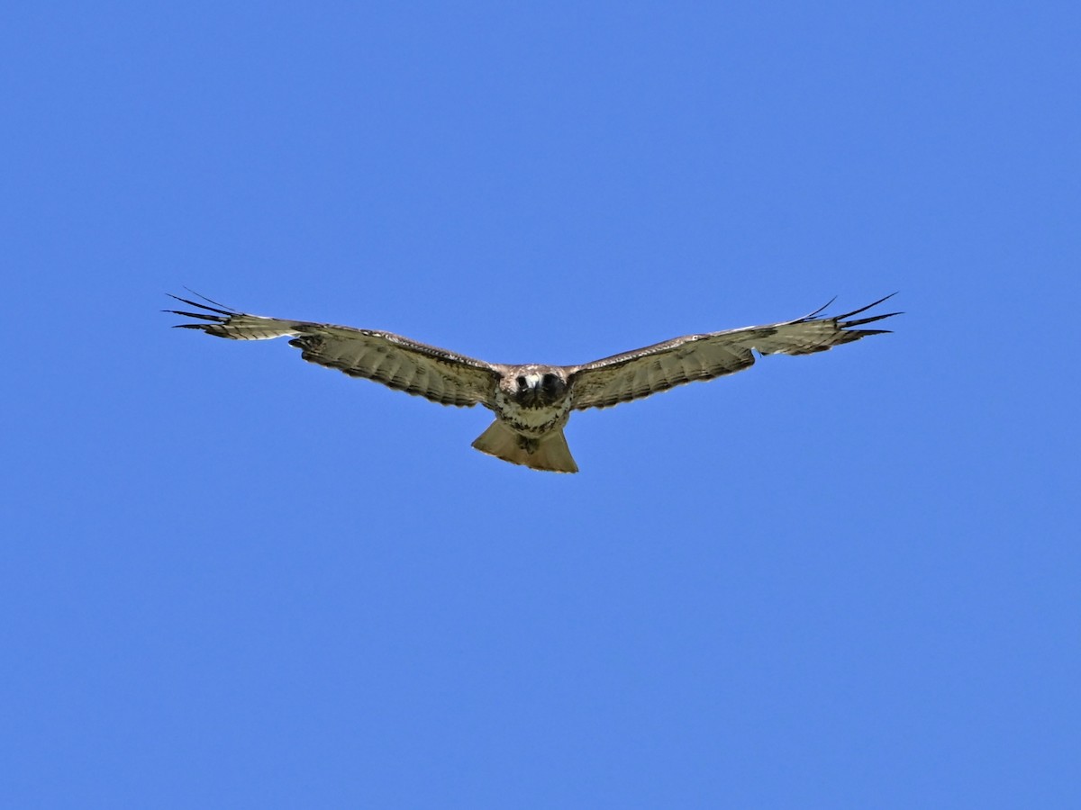 Red-tailed Hawk - ML637217960