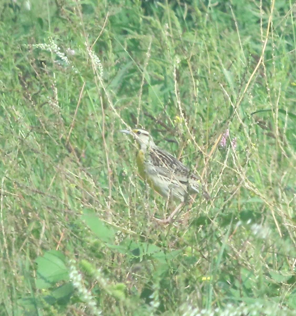 Chihuahuan Meadowlark - ML637217989