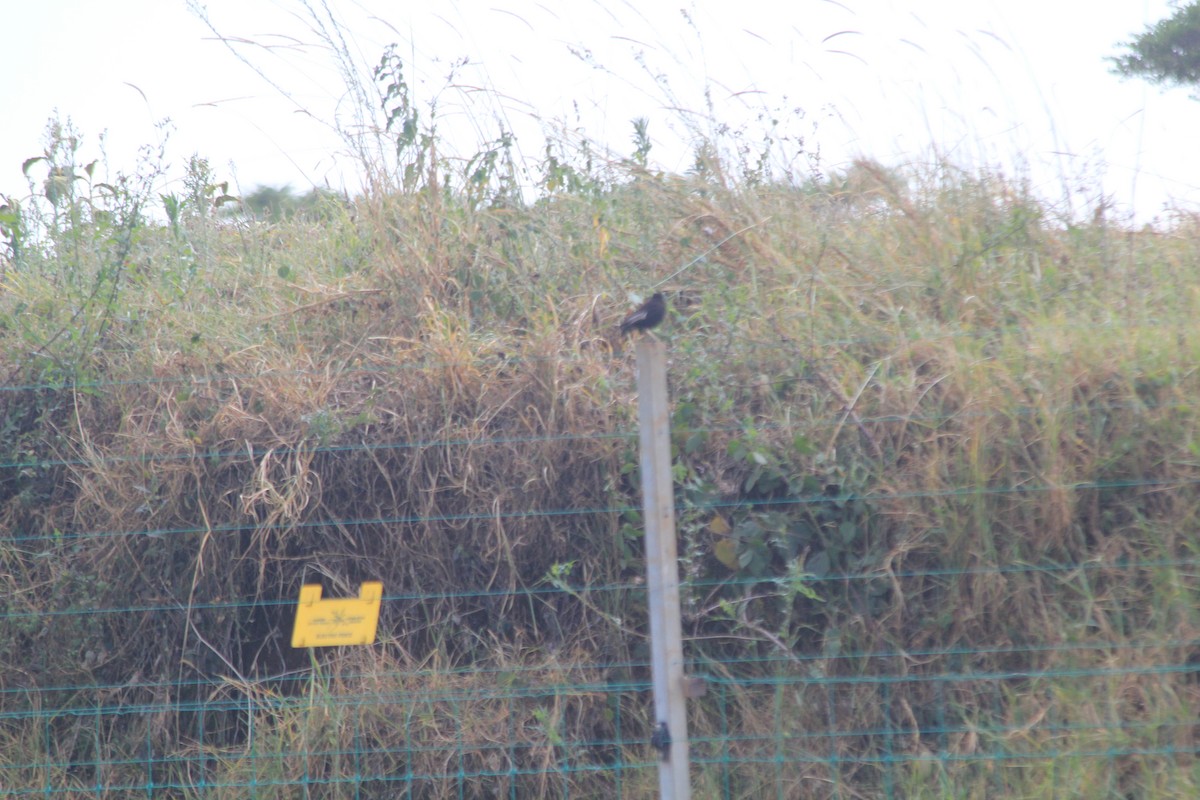 Northern Anteater-Chat - ML637218032