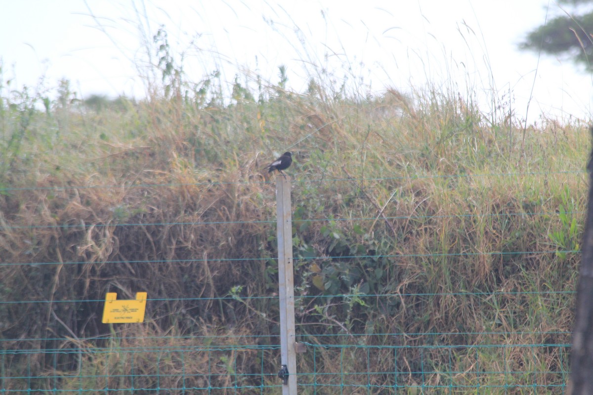 Northern Anteater-Chat - ML637218033