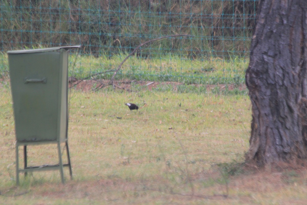 Northern Anteater-Chat - ML637218034