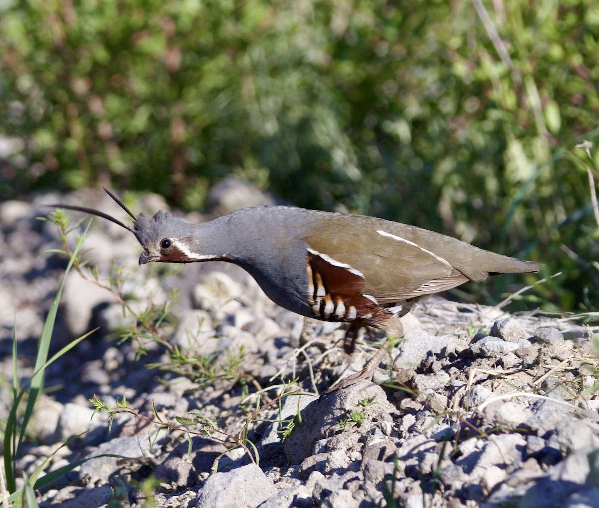 Mountain Quail - ML637218035