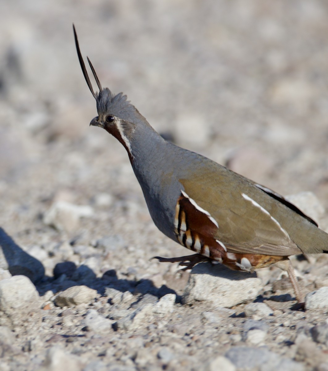 Mountain Quail - ML637218036