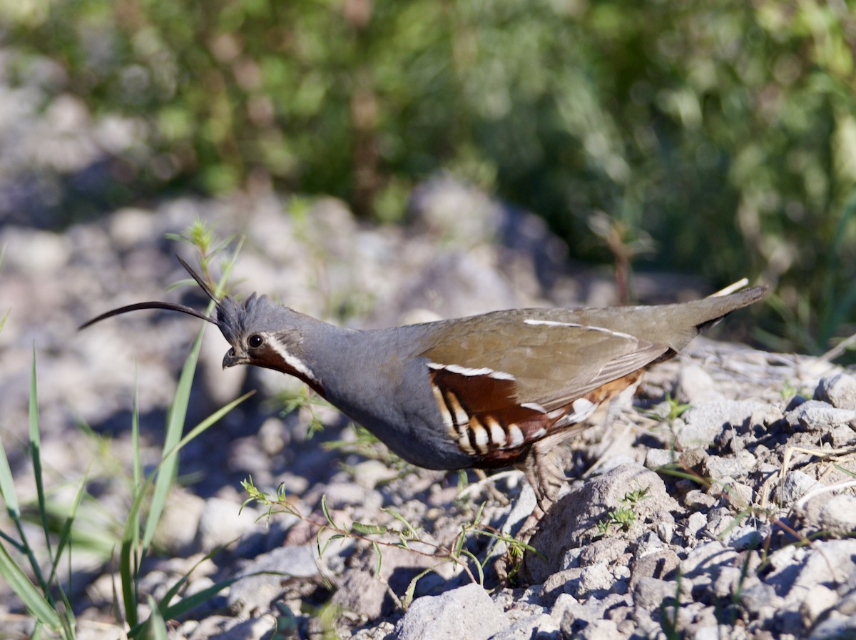 Mountain Quail - ML637218037