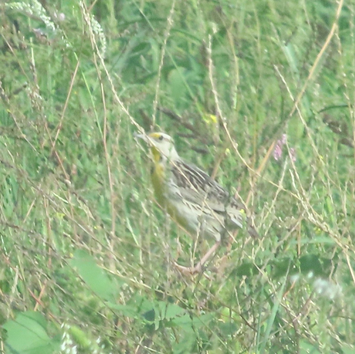 Chihuahuan Meadowlark - ML637218073
