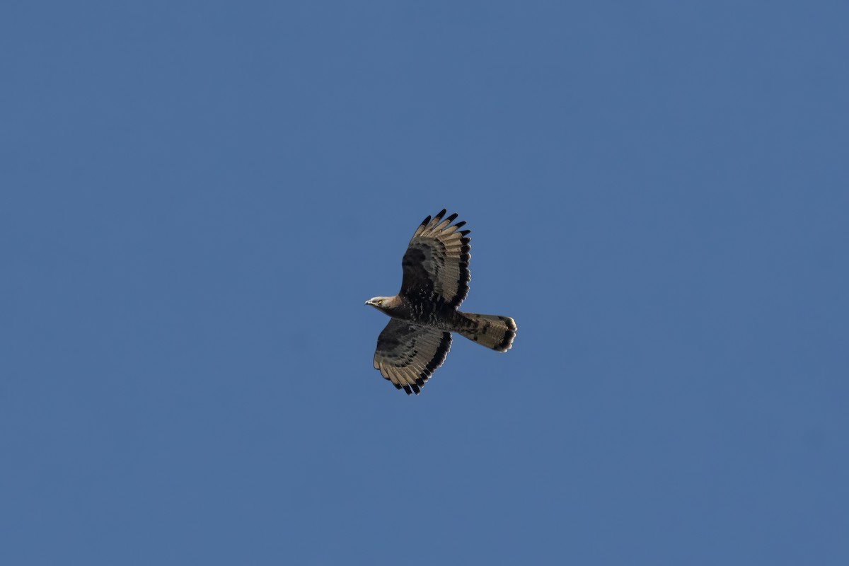 European Honey-buzzard - ML637218157