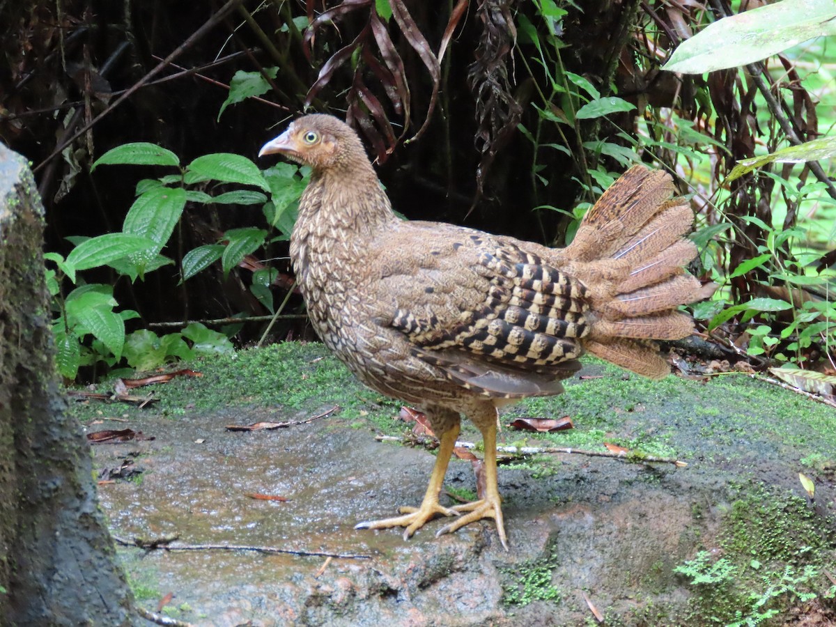 Sri Lanka Junglefowl - ML637218168