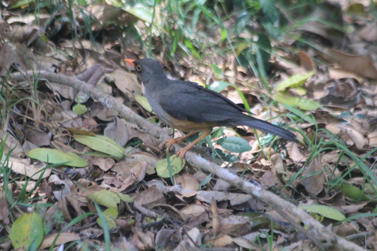 Abyssinian Thrush - ML637218176