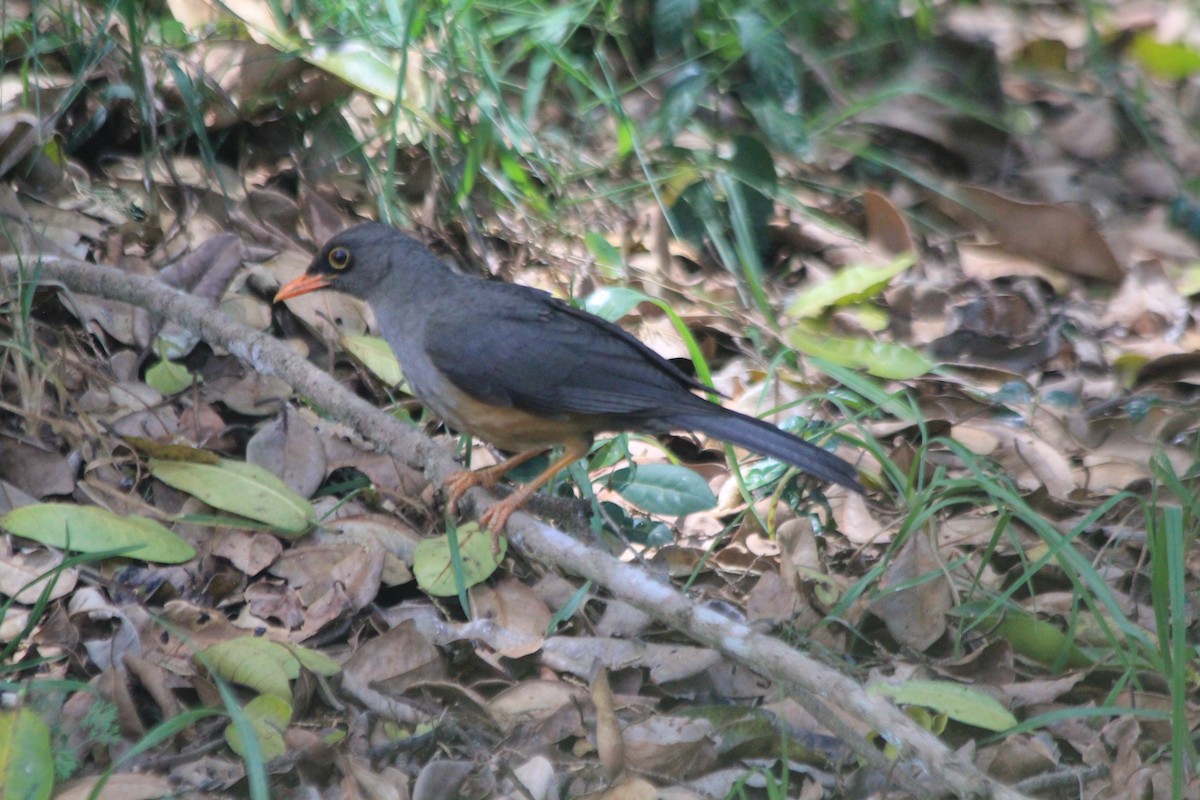 Abyssinian Thrush - ML637218178