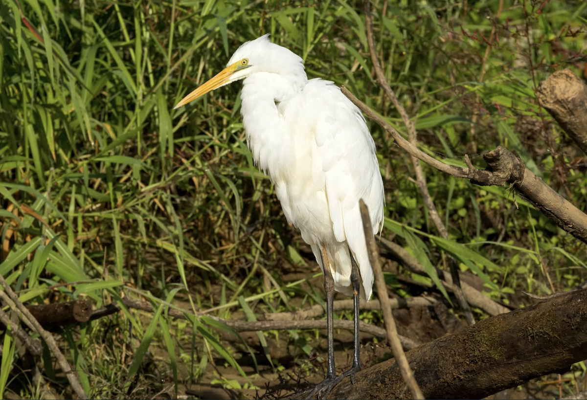 Great Egret - ML637218245
