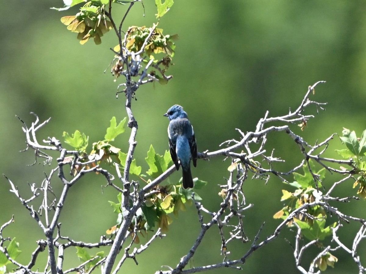Lazuli Bunting - ML637218268