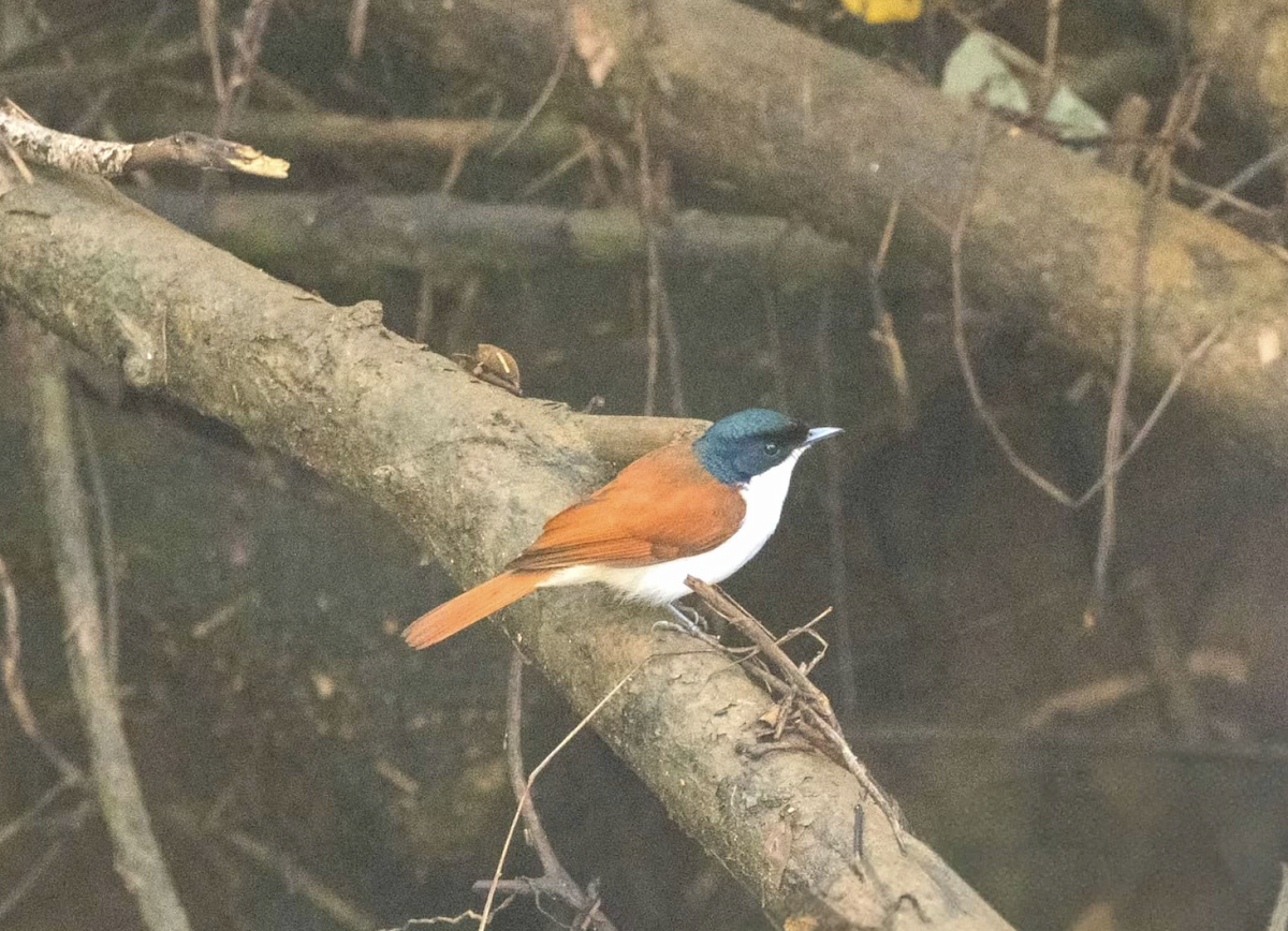 Shining Flycatcher - ML637218288