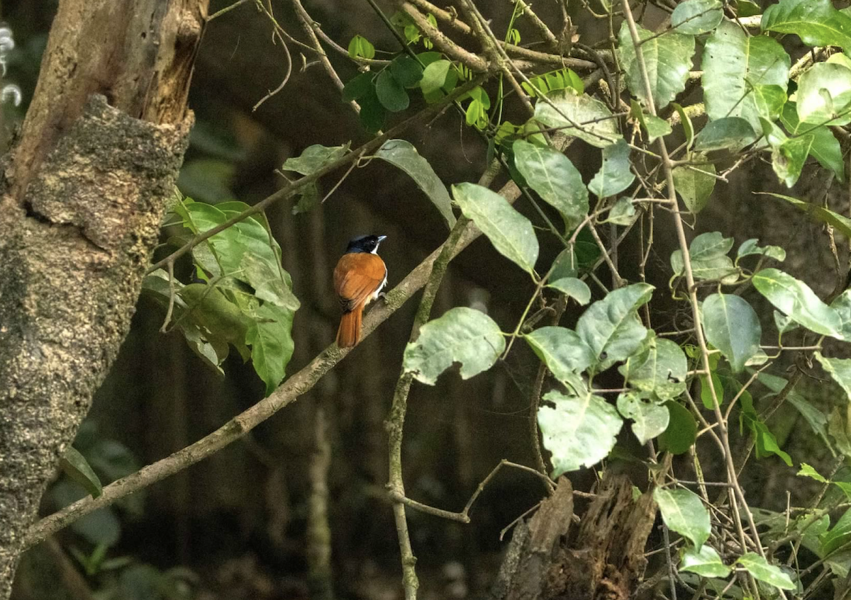 Shining Flycatcher - ML637218289
