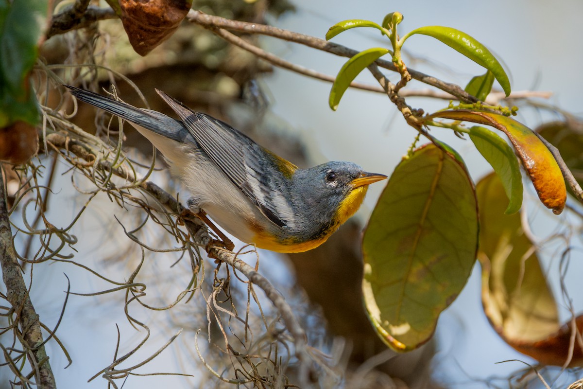 Northern Parula - ML637218347