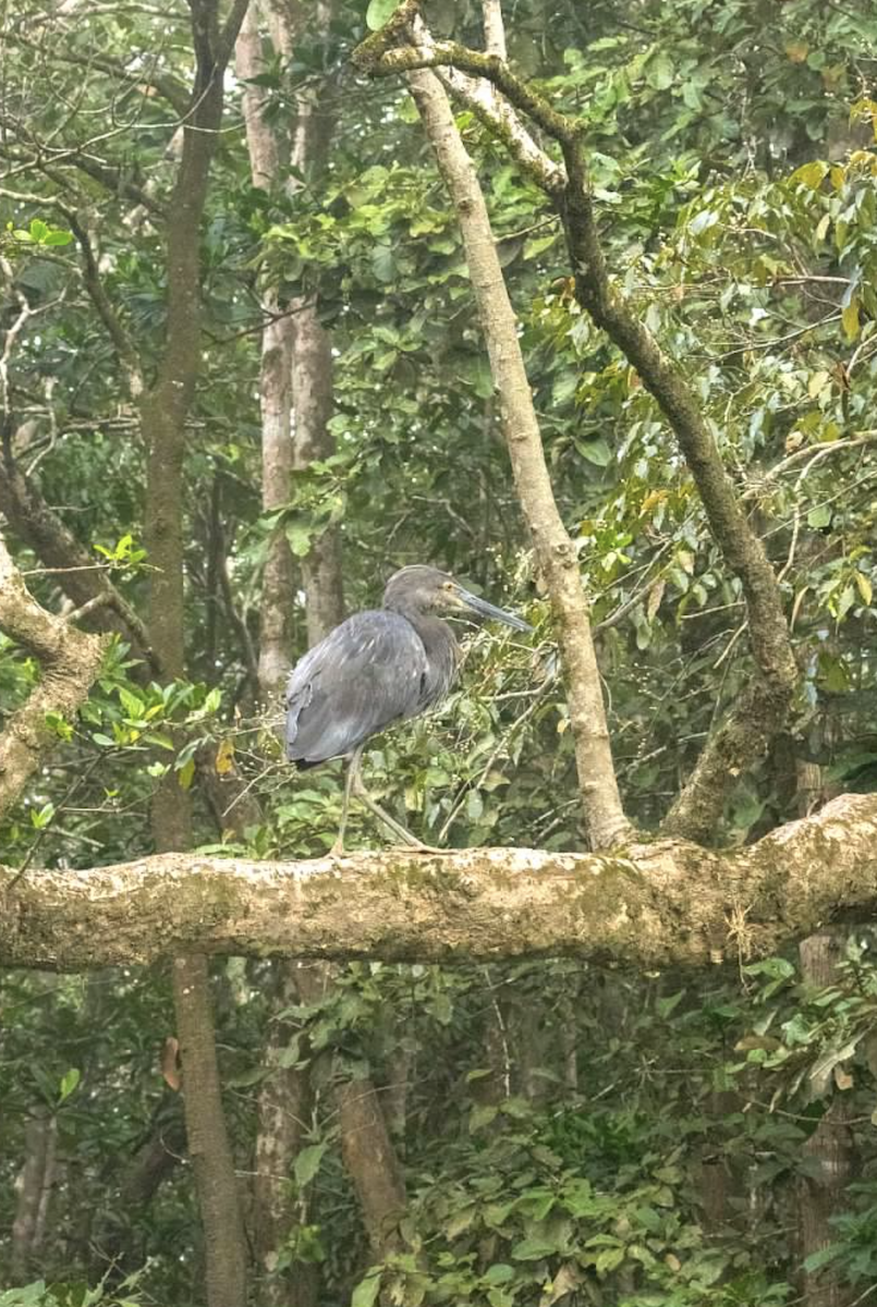 Great-billed Heron - ML637218356