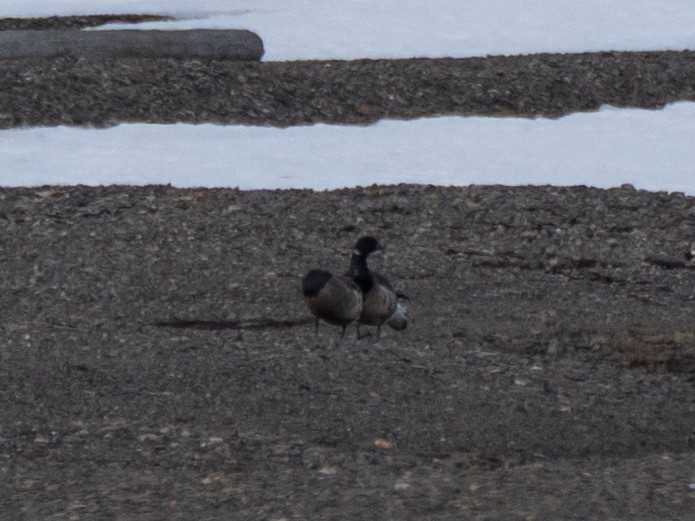Brant (Atlantic) - ML637218410