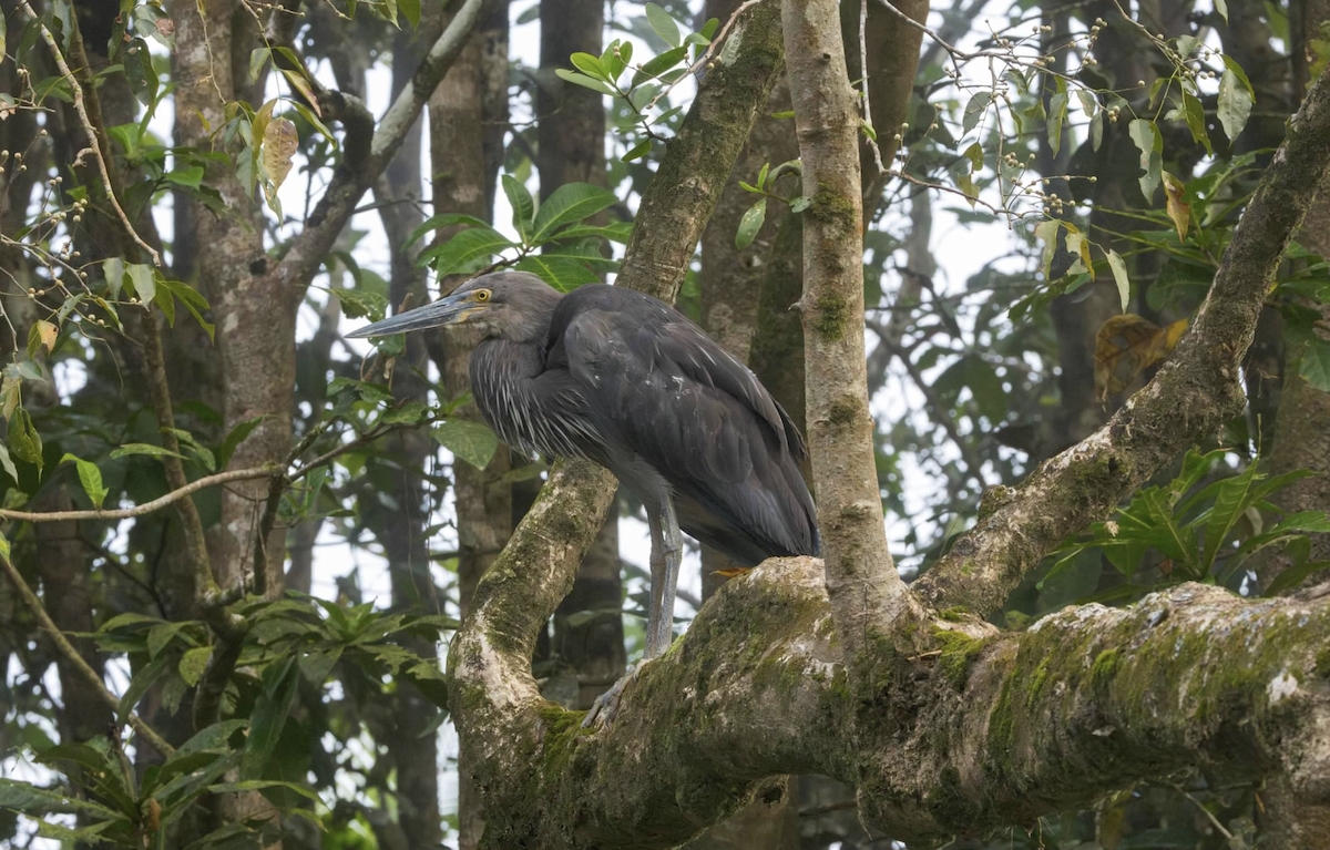 Great-billed Heron - ML637218436