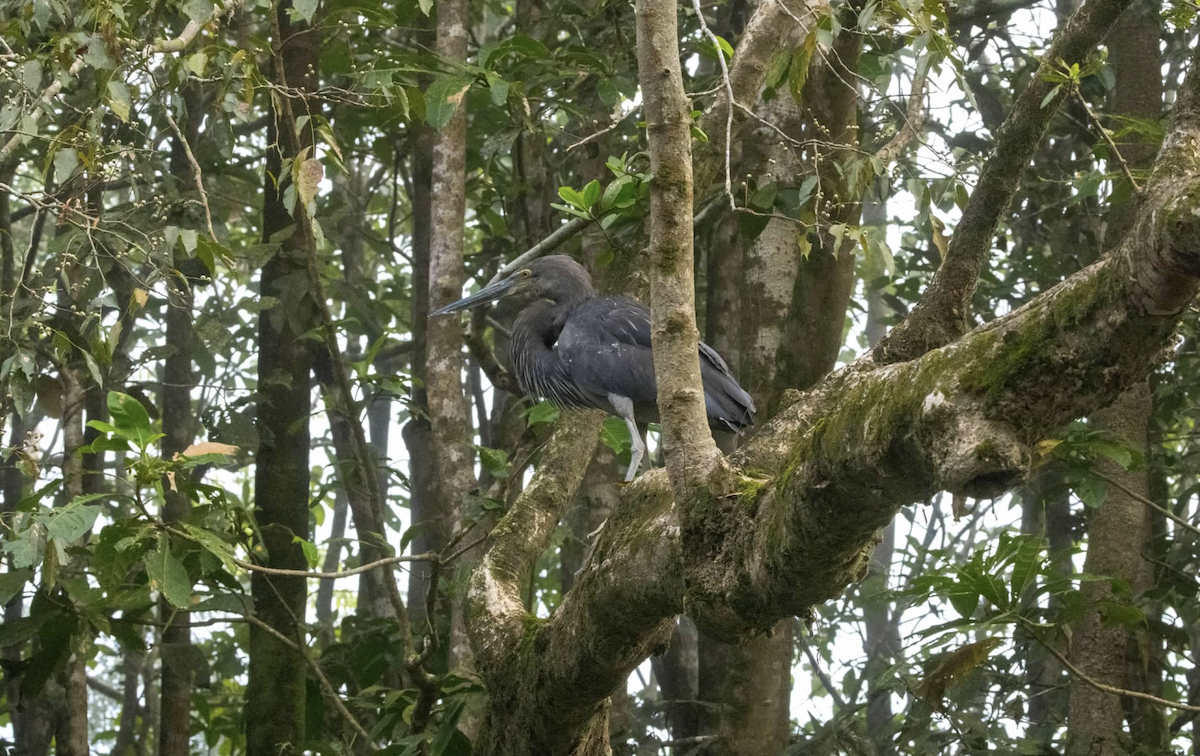 Great-billed Heron - ML637218437