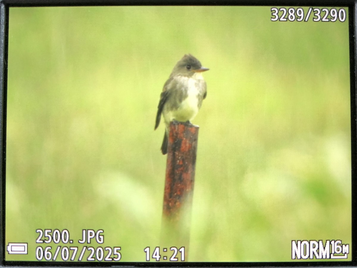 Olive-sided Flycatcher - ML637218553