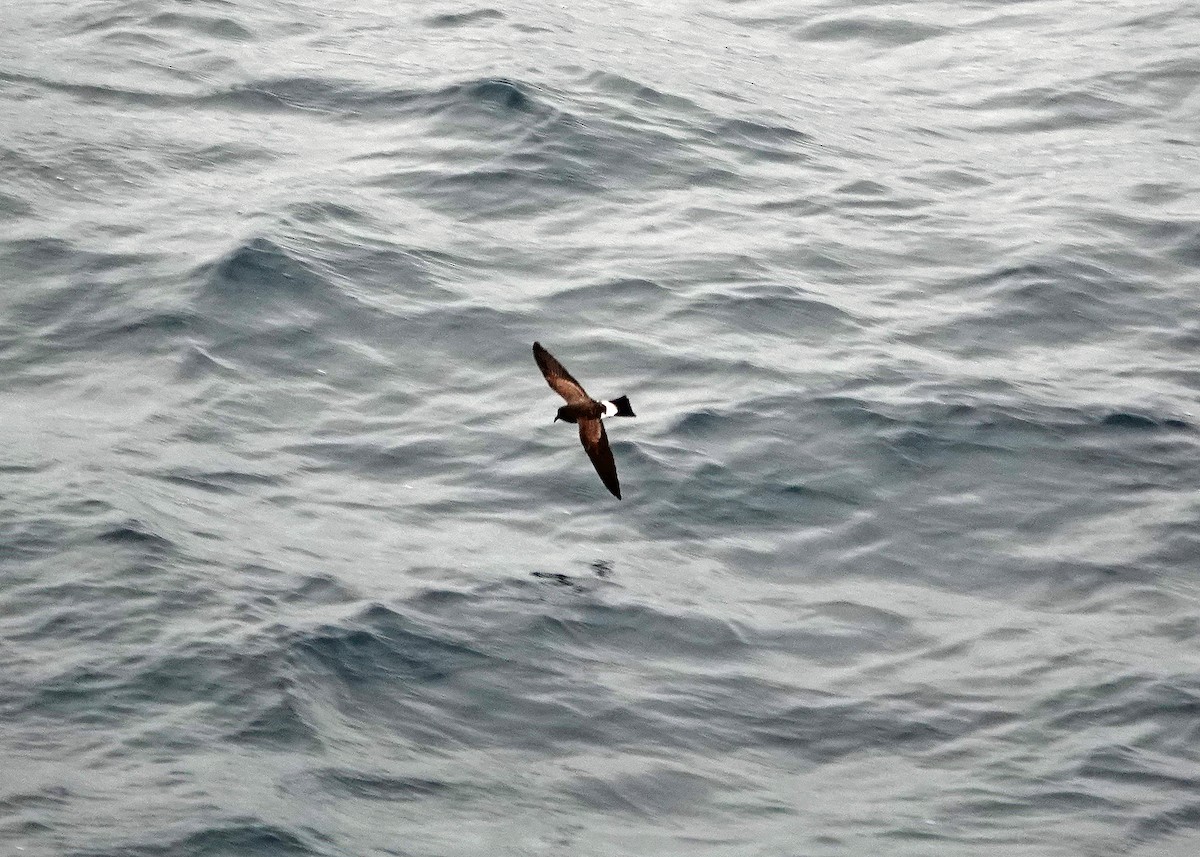 White-bellied Storm-Petrel - ML637218554
