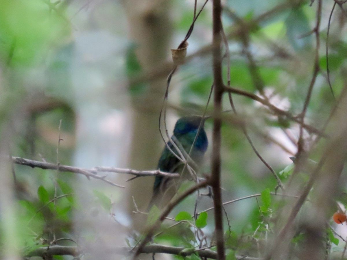 Mexican Violetear - ML637218567