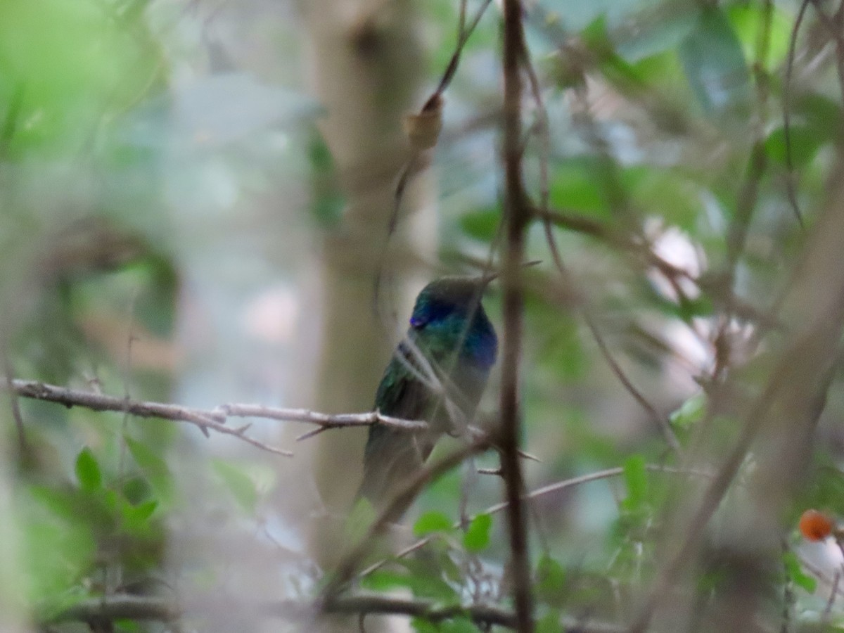 Mexican Violetear - ML637218568