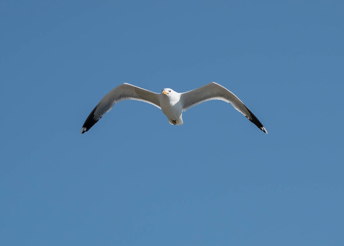 præriegråmåke - ML637218631