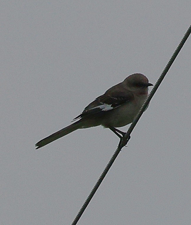 drozdec mnohohlasý - ML637218636