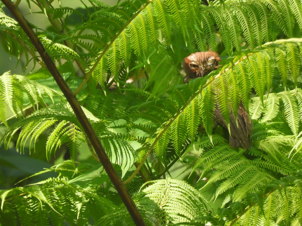 Puerto Rican Owl - ML637218864