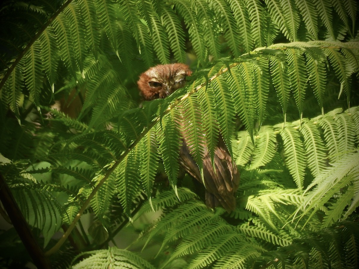 Puerto Rican Owl - ML637218865
