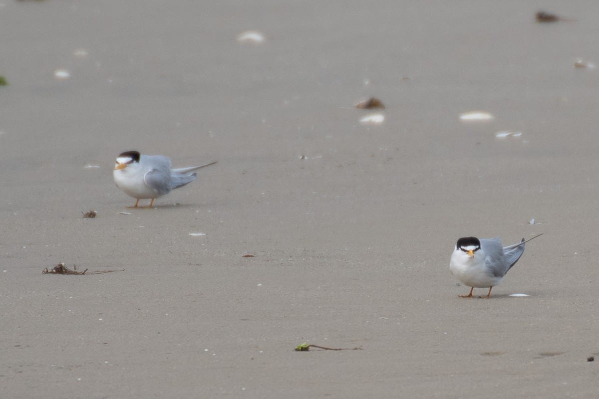 Least Tern - ML637219016