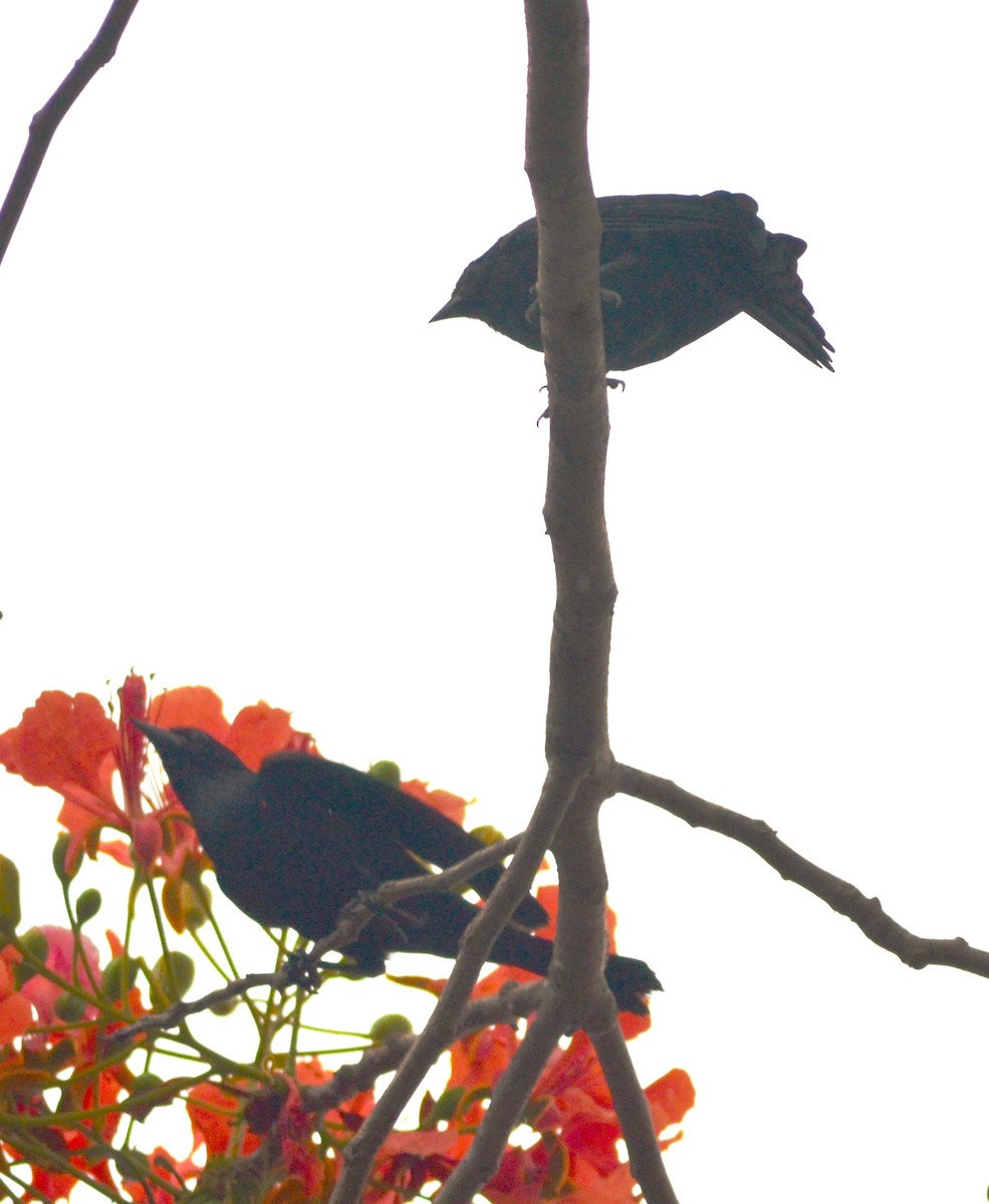 Tawny-shouldered Blackbird - ML637219071