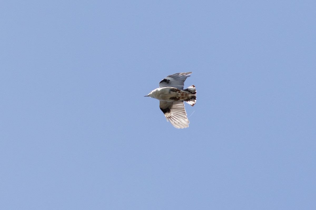 White-breasted Nuthatch - ML637219073