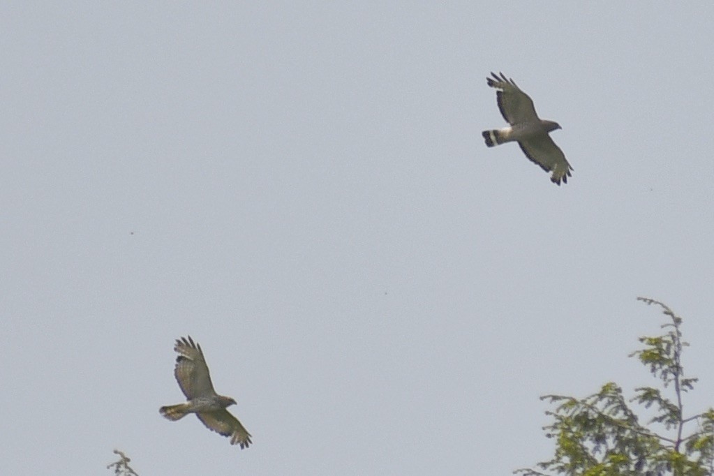 Broad-winged Hawk - ML637219089