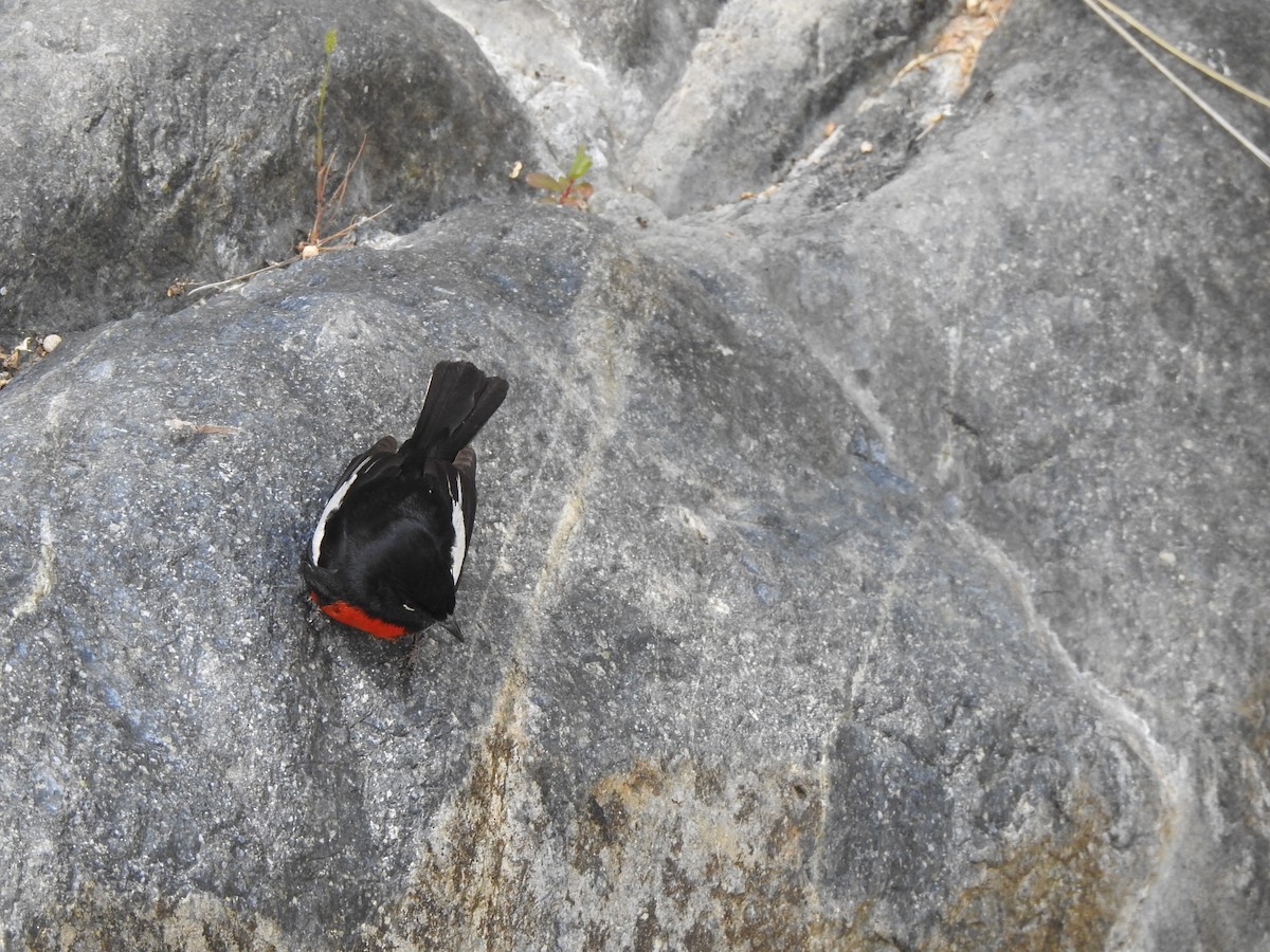 Painted Redstart - ML637219119