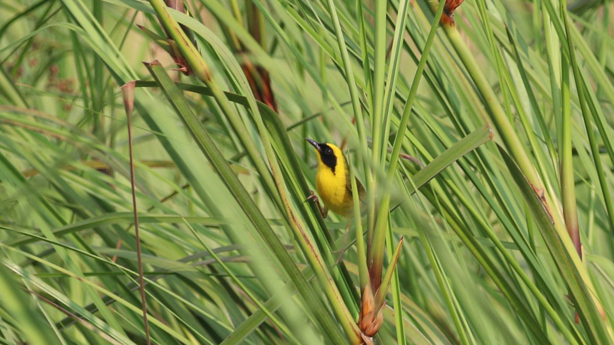 Altamira Yellowthroat - ML637219208