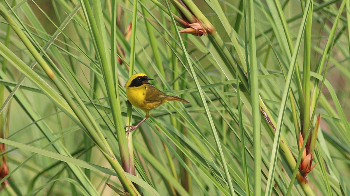 Altamira Yellowthroat - ML637219219