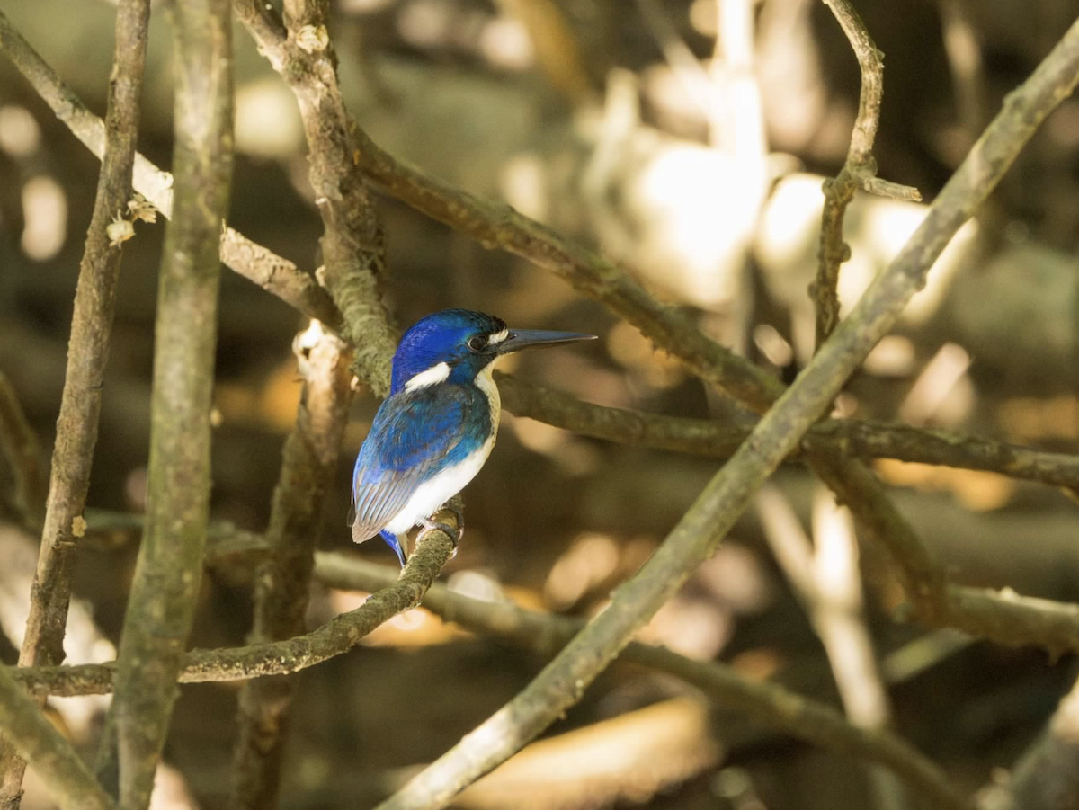 Little Kingfisher - ML637219222