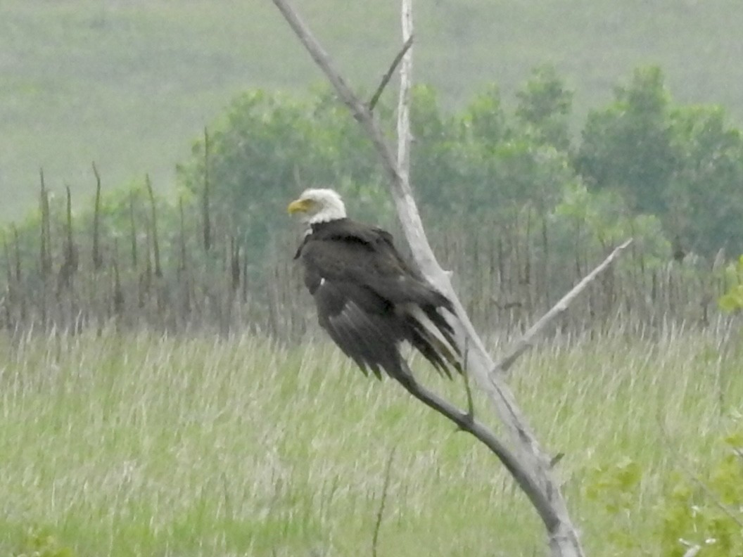 Bald Eagle - ML637219233