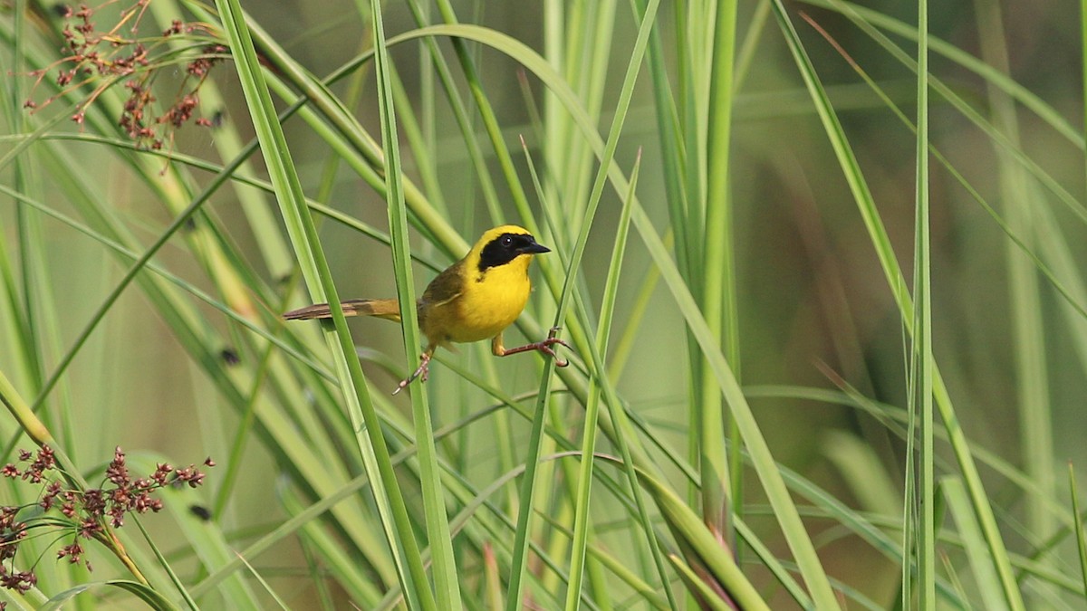 Altamira Yellowthroat - ML637219247