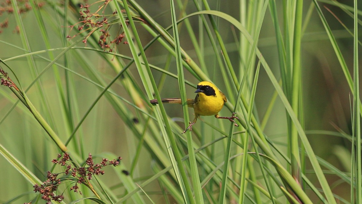 Altamira Yellowthroat - ML637219249