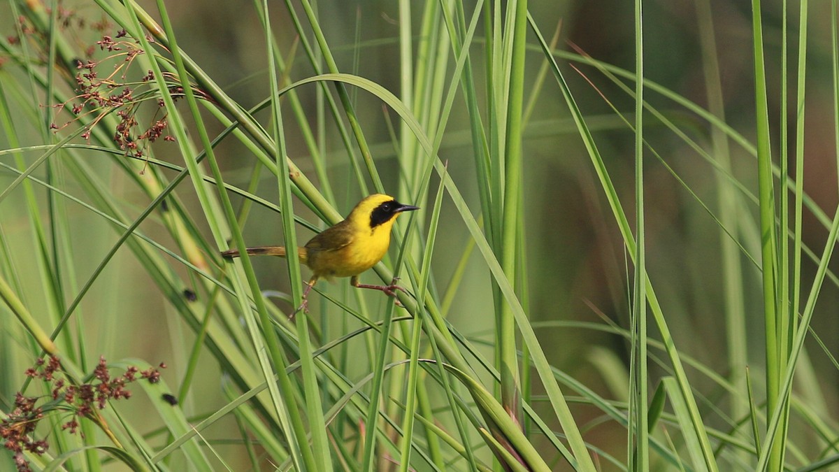 Altamira Yellowthroat - ML637219250