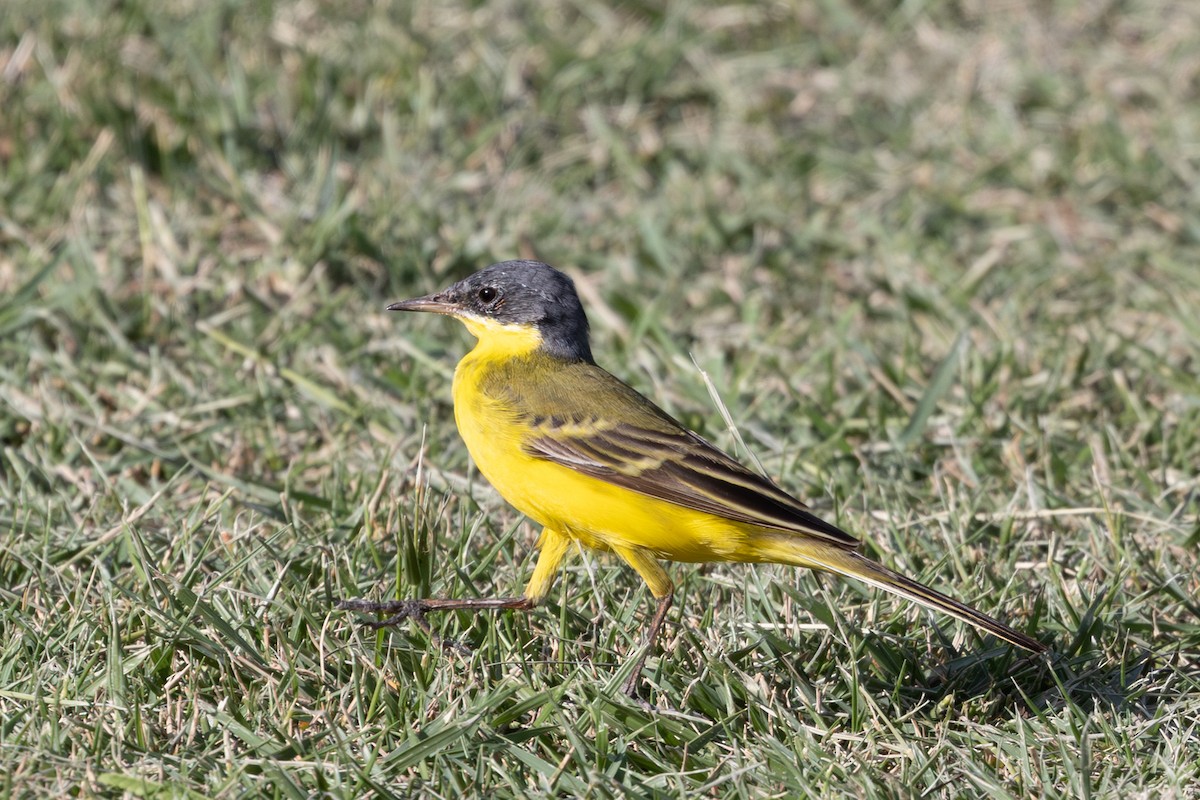Western Yellow Wagtail (feldegg) - ML637219253