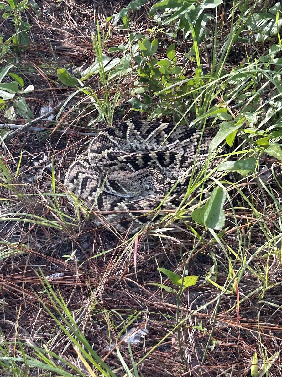 Eastern Diamondback Rattlesnake - ML637219258