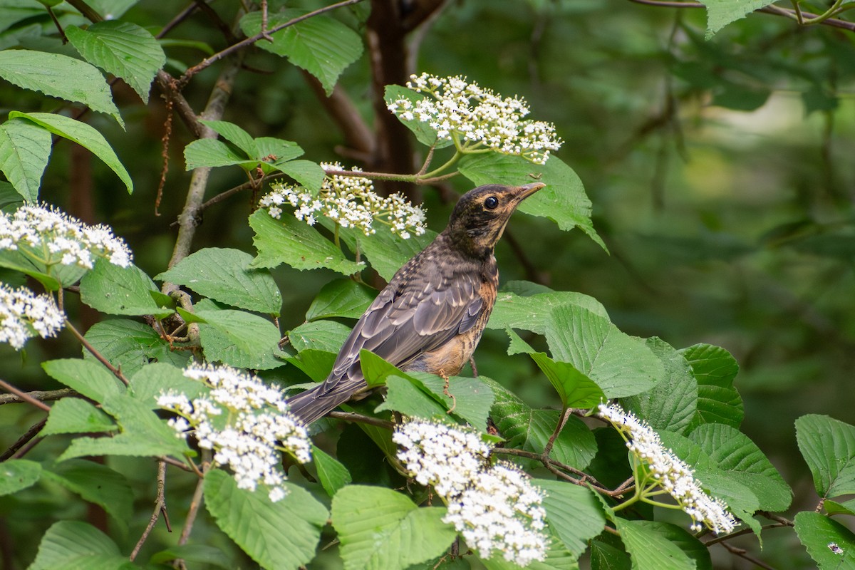 American Robin - ML637219264